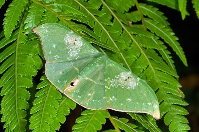 雙點鐮翅青尺蛾 Tanaorhinus viridiluteata 雌蟲