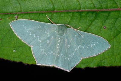 四圈無繮青尺蛾 Hemistola orbiculosa 雄蟲
