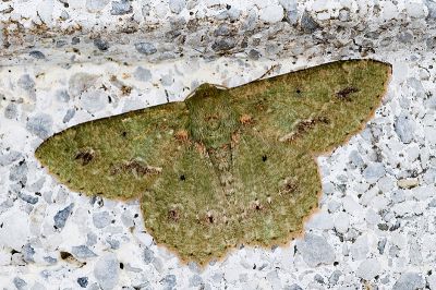 塔粉綠尺蛾 Herochroma cristata 雄蟲