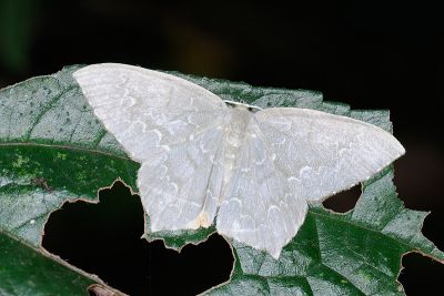 Jodis turpiniacola 雌蟲