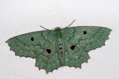 彎斑四眼綠尺蛾 Chlorodontopera discospilata 雌蟲