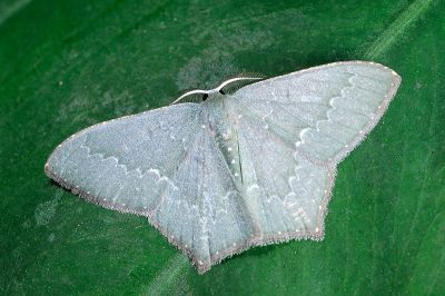平波尖尾尺蛾 Maxates microdonta 雄蟲