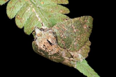 裏黃峰尺蛾 Dindica polyphaenaria 雄蟲