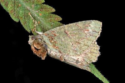 裏黃峰尺蛾 Dindica polyphaenaria