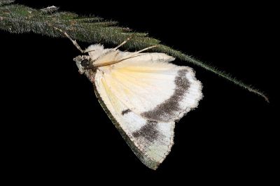裏黃峰尺蛾 Dindica polyphaenaria