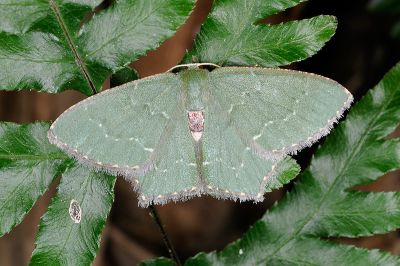 銹腰青尺蛾 Hemithea tritonaria 雄蟲