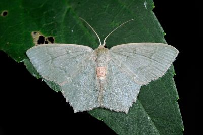 銹腰青尺蛾 Hemithea tritonaria 雄蟲