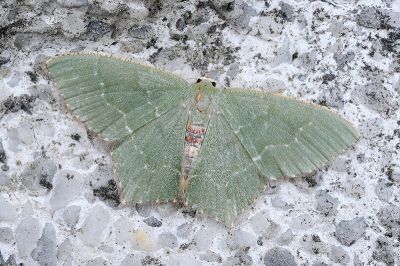銹腰青尺蛾 Hemithea tritonaria 雌蟲