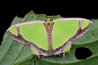 Y紋豔青尺蛾 Agathia laetata 雄蟲