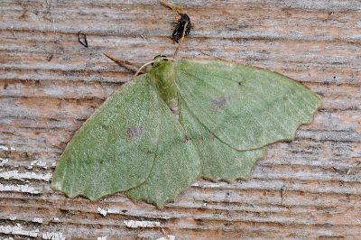 單線灰黃尺蛾 Aracima serrata 雄蟲