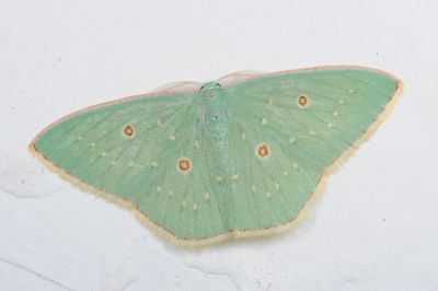 點亞四目綠尺蛾 Comostola ocellulata 雄蟲