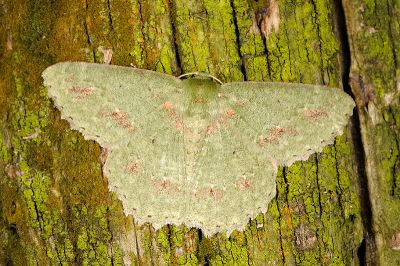 塔粉綠尺蛾 Herochroma cristata 雄蟲