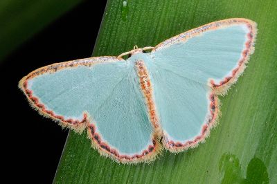 紅邊亞四目綠尺蛾 Comostola pyrrhogona 雌蟲