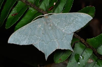 突緣尖尾尺蛾 Maxates versicauda versicauda 雄蟲