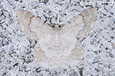 基黃粉尺蛾 Pingasa ruginaria pacifica 雄蟲