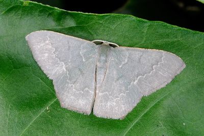 平波尖尾尺蛾 Maxates microdonta 雄蟲