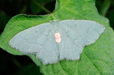 翠仿銹腰尺蛾 Chlorissa arcana 雌蟲