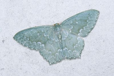 細白波紋突尾尺蛾 Jodis argentilineata 雄蟲