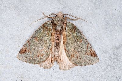 紫峰尺蛾 Dindica purpurata 雄蟲