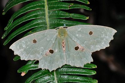 臺灣四眼綠尺蛾 Chlorodontopera taiwana 雄蟲