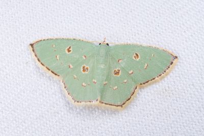 紅斑亞四目綠尺蛾 Comostola laesaria 雌蟲