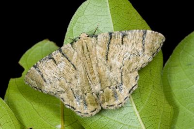 明線垂耳尺蛾 Lophophelma iterans onerosus 雄蟲