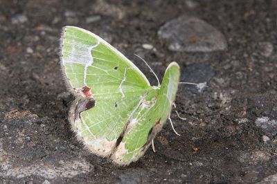 黑角綠尺蛾 Comibaena subdelicata 雌蟲