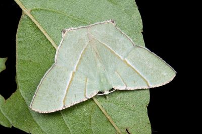 雙線新青尺蛾 Neohipparchus vallata 雄蟲
