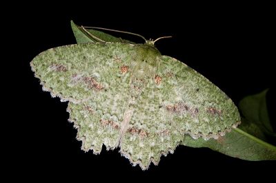 超粉綠尺蛾 Herochroma supraviridaria 雌蟲