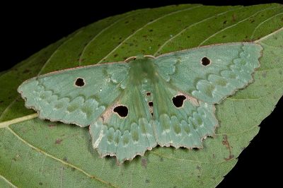 彎斑四眼綠尺蛾 Chlorodontopera discospilata 雄蟲