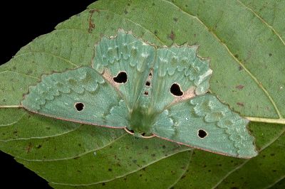 彎斑四眼綠尺蛾 Chlorodontopera discospilata 雄蟲