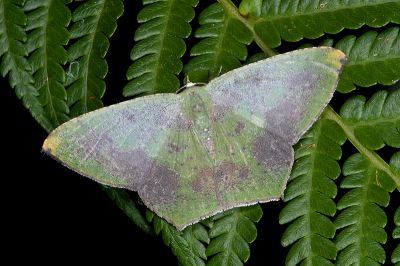 銀底新青尺蛾 Neohipparchus hypoleuca 雄蟲