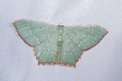 紅臉尖尾尺蛾 Maxates rufolimbata 雌蟲