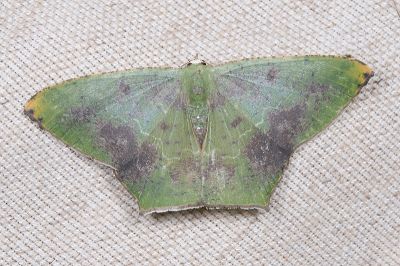 銀底新青尺蛾 Neohipparchus hypoleuca 雄蟲
