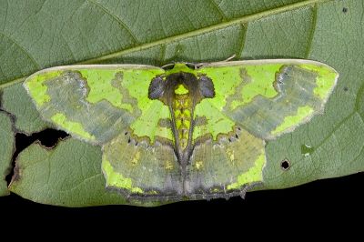 短尾豔青尺蛾 Agathia diversiformis 雄蟲