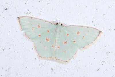 紅斑亞四目綠尺蛾 Comostola laesaria 雄蟲