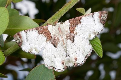 附垂耳尺蛾 Pachyodes subtrita 雄蟲