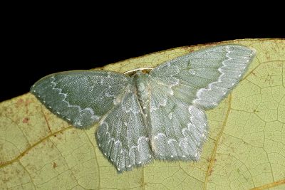 細白波紋突尾尺蛾 Jodis argentilineata 雄蟲