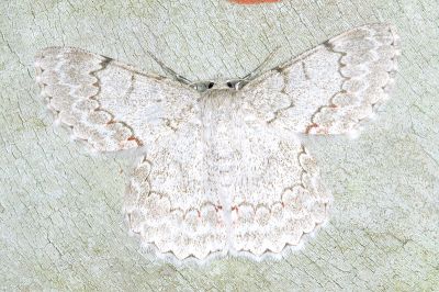 鋸紋粉尺蛾 Pingasa secreta 雄蟲