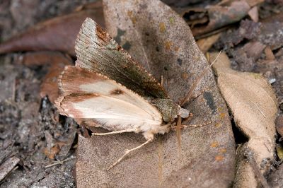 紫峰尺蛾 Dindica purpurata 雄蟲