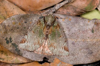 紫峰尺蛾 Dindica purpurata 雄蟲
