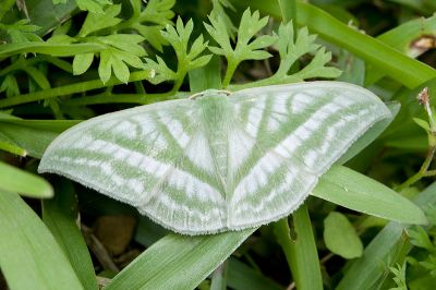 三岔鐮翅綠尺蛾 Mixochlora vittata vittata 雄蟲