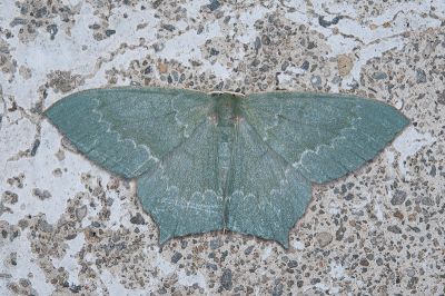 齒紋尖尾尺蛾 Maxates sinuolata 雌蟲