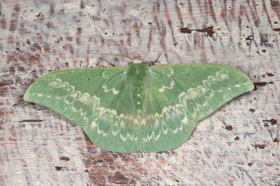 單點鐮翅青尺蛾 Tanaorhinus formosana 雄蟲