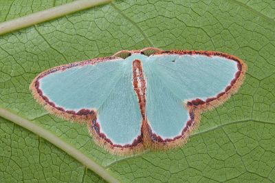 紅邊亞四目綠尺蛾 Comostola pyrrhogona 雄蟲