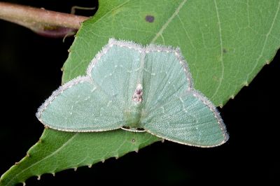 銹腰青尺蛾 Hemithea tritonaria 雌蟲