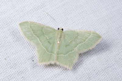 烏蘇介青尺蛾 Idiochlora ussuriaria mundaria 雄蟲