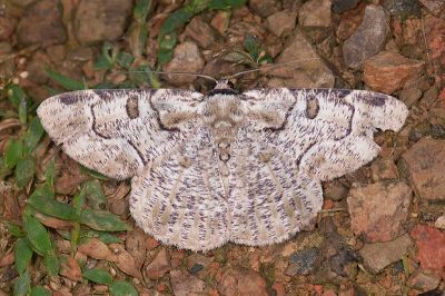 豆紋尺蛾 Metallolophia arenaria 雄蟲