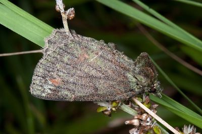 裏黃峰尺蛾 Dindica polyphaenaria 雄蟲