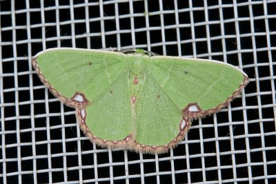 白腎褐斑綠尺蛾 Comibaena procumbaria 雄蟲